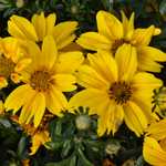 Bidens Sunbird Yellow